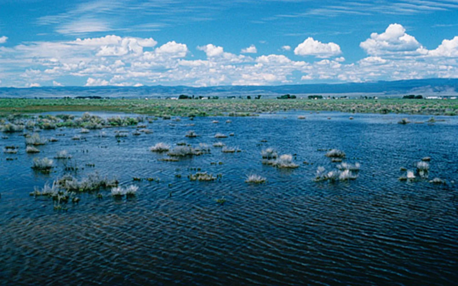 A freshwater wetland ecosystem with shallow water, marsh vegetation, and winter light